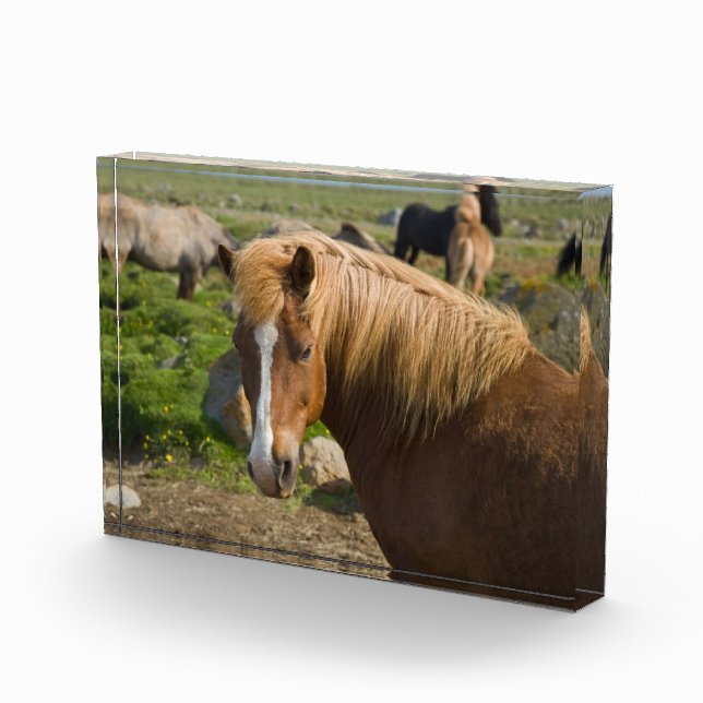 Isländische Pferde im Nordosten Islands Fotoblock (Rechts)