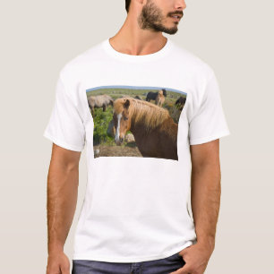 Isländische Pferde im Nordosten Islands. T-Shirt