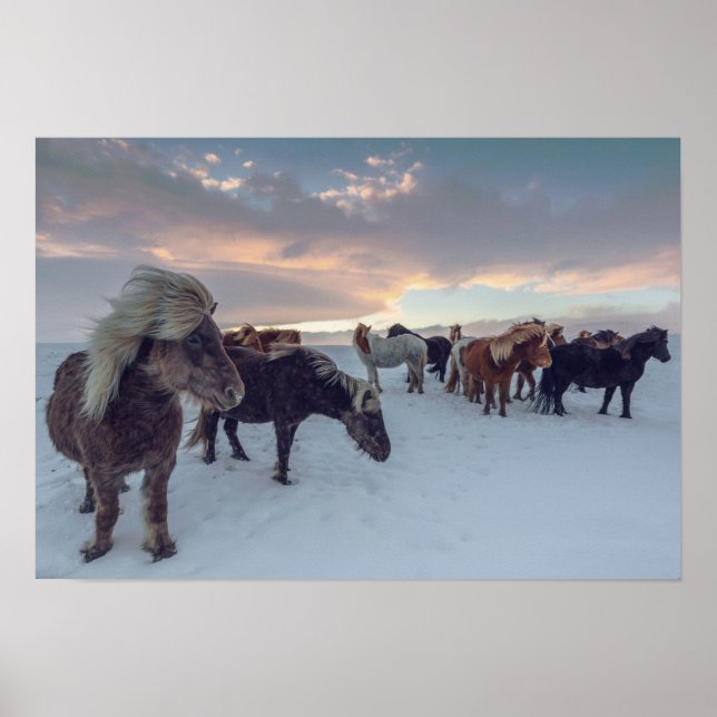 Isländische Pferde im Schnee | Island Foto Poster (Vorne)