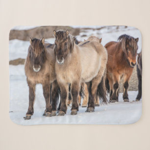 Isländische Pferde im Winter bei Höfn, Island Sherpadecke