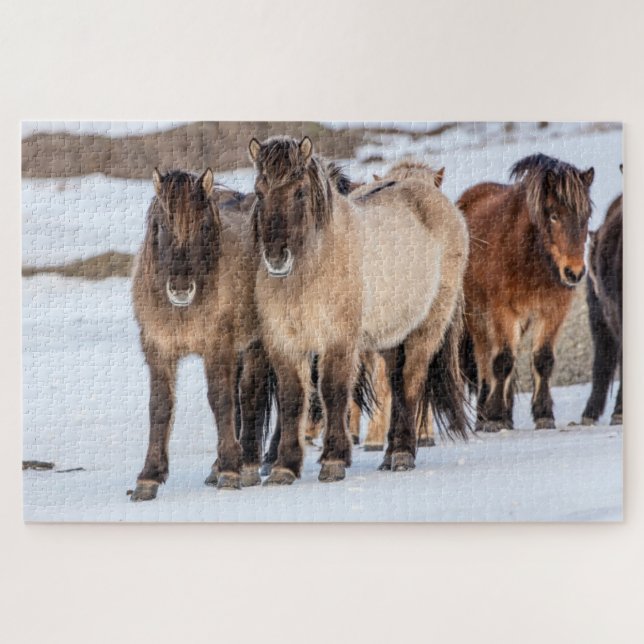 Isländische Pferde im Winter in der Nähe von Hofn, (Horizontal)