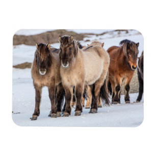 Isländische Pferde im Winter in der Nähe von Hofn, Magnet