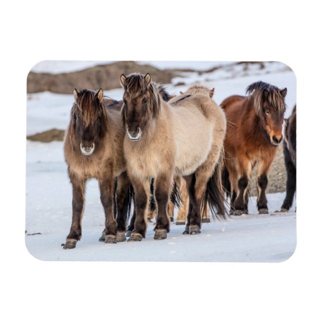 Isländische Pferde im Winter in der Nähe von Hofn, Magnet (Horizontal)