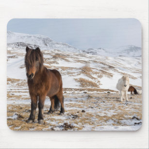 Isländische Pferde im Winter Mousepad