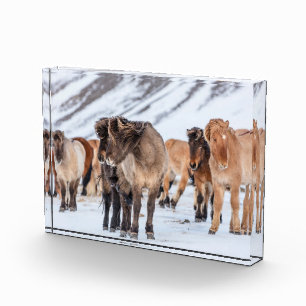 Isländische Pferde in Winterweide in der Nähe von  Fotoblock