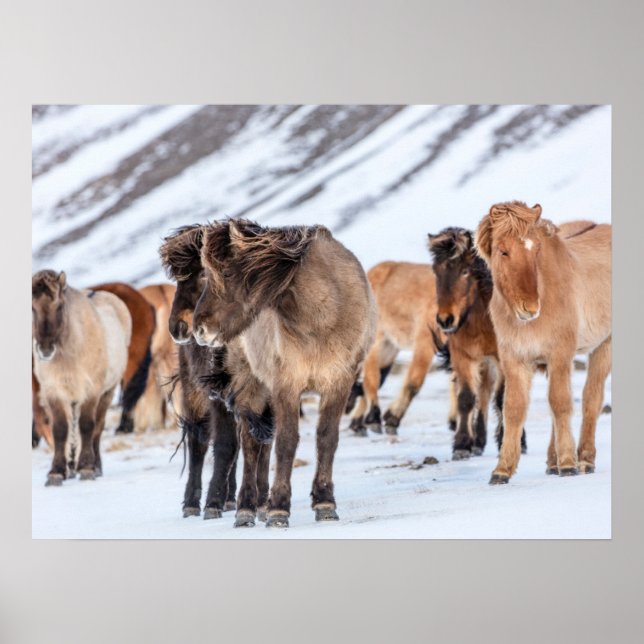 Isländische Pferde in Winterweide in der Nähe von  Poster (Vorne)