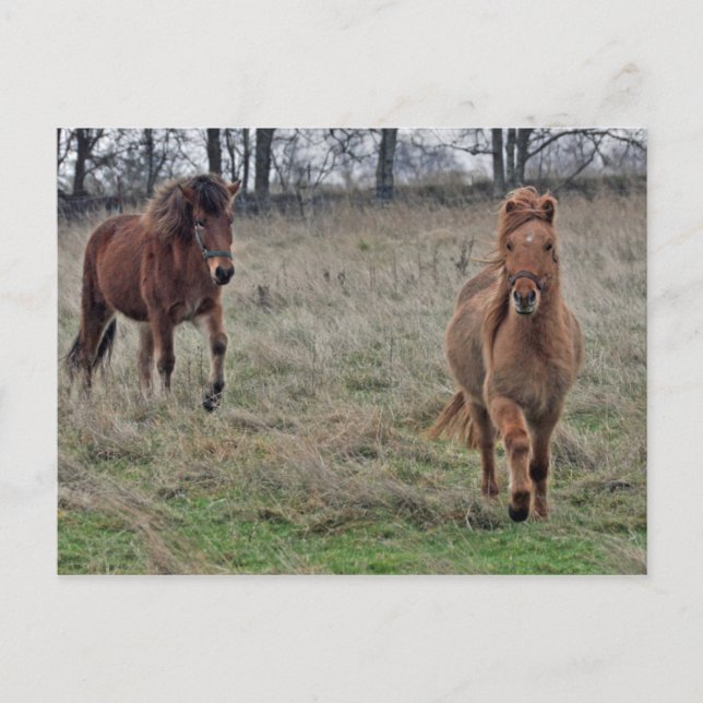 Isländische Pferde Postkarte (Vorderseite)