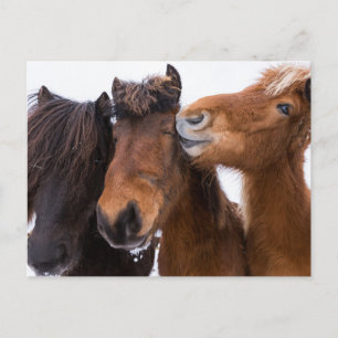 Isländische Pferdefreunde, Island Postkarte