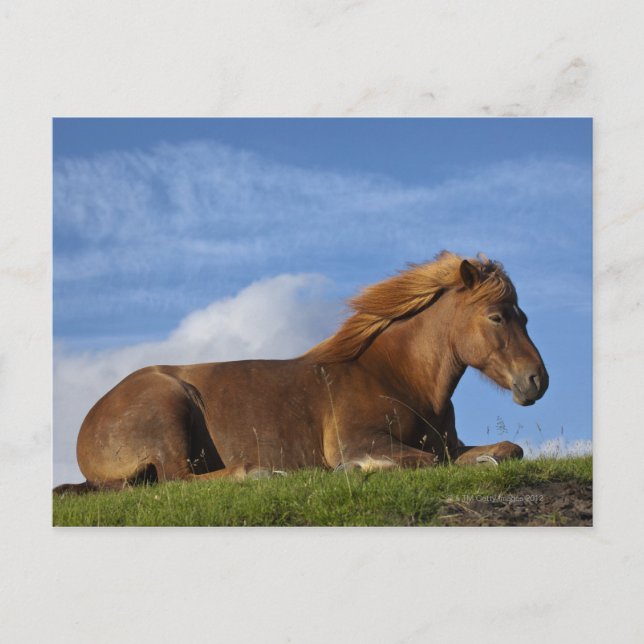 Isländische Pferdehaltung und Himmel Postkarte (Vorderseite)