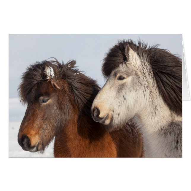 Isländische Pferdeprofil, Island (Vorderseite (Horizontal))