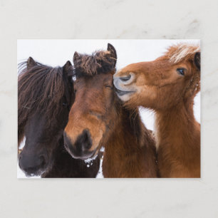 Isländische Pferdfreunde, Island Postkarte