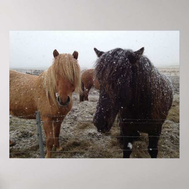 Isländische Ponys, isländische Pferde im Schneepla Poster (Vorne)