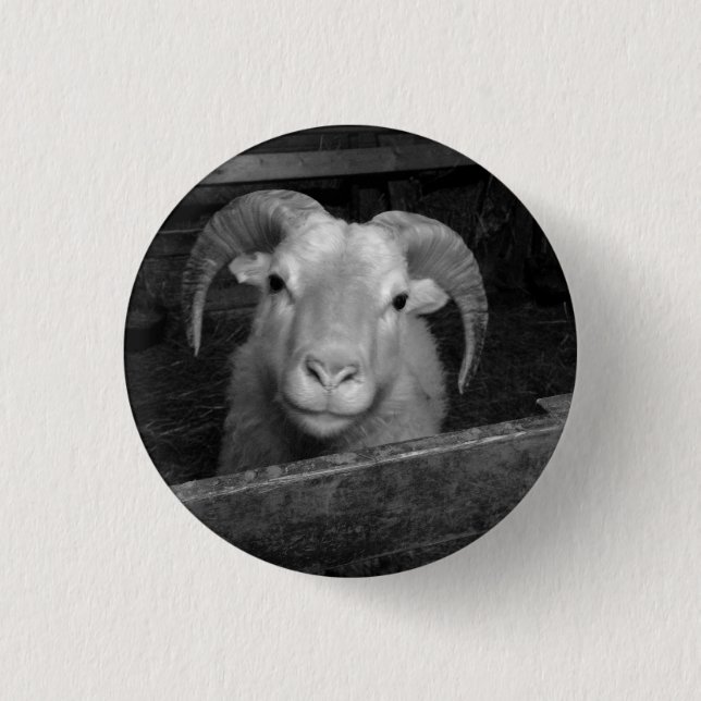 Isländische Schafe Button (Vorderseite)