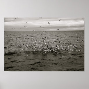 Isländische Vogelherde Poster