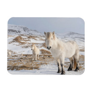 Isländisches Pferd   Blonduos, Island Magnet
