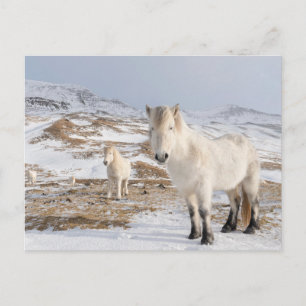 Isländisches Pferd   Blonduos, Island Postkarte