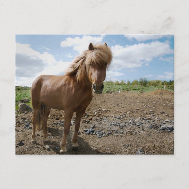 Isländisches Pferd II Postkarte (Vorderseite)