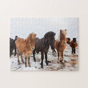 Isländisches Pferd im Winter auf Island