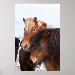 Isländisches Pferd im Winter auf Island 3 Poster