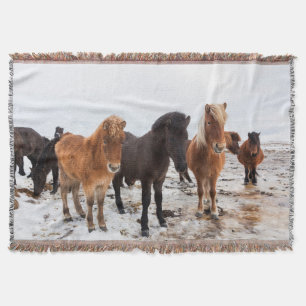 Isländisches Pferd im Winter auf Island Decke