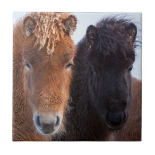 Isländisches Pferd im Winter auf Island Fliese