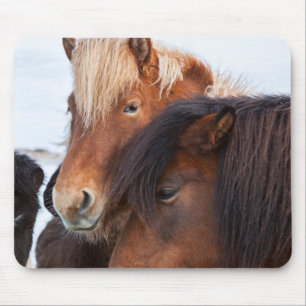 Isländisches Pferd im Winter auf Island Mousepad