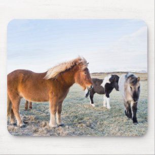 Isländisches Pferd im Winter auf Island Mousepad