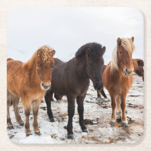 Isländisches Pferd im Winter auf Island Rechteckiger Pappuntersetzer