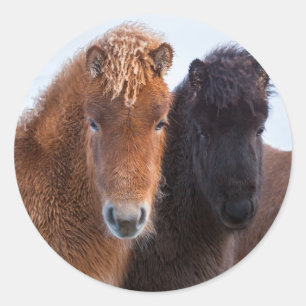 Isländisches Pferd im Winter auf Island Runder Aufkleber