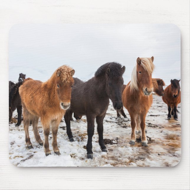 Isländisches Pferd im Winter Island Mousepad (Vorne)