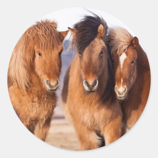 Isländisches Pferd im Winter Runder Aufkleber (Vorderseite)