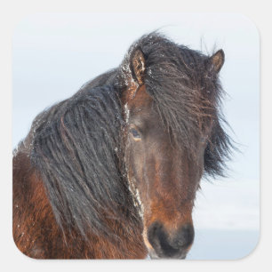 Isländisches Pferd Kopfportrait Quadratischer Aufkleber