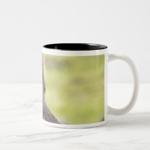 Isländisches Pferd mit lustigem Ausdruck Zweifarbige Tasse