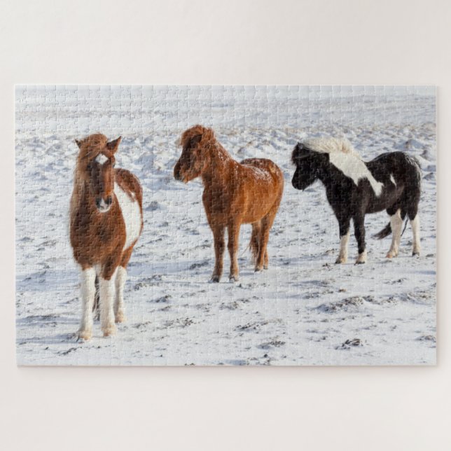 Isländisches Pferd mit typischer Wintermütze (Horizontal)
