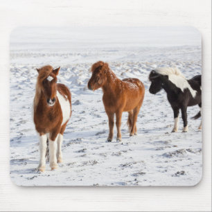 Isländisches Pferd mit typischer Wintermütze Mousepad