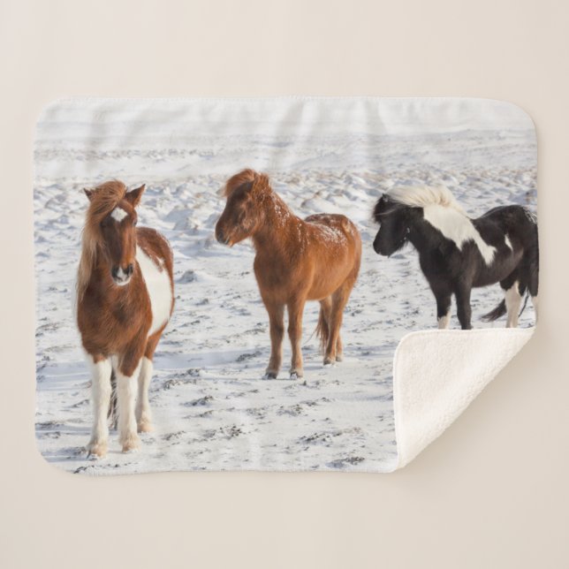Isländisches Pferd mit typischer Wintermütze Sherpadecke (Vorderseite (Horizontal))