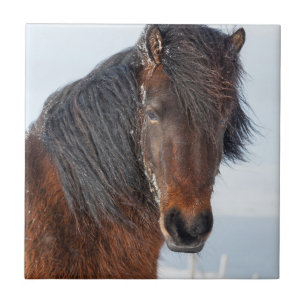 Isländisches Pferd Portrait Fliese