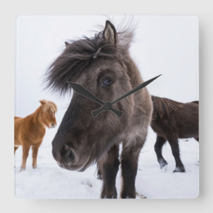 Isländisches Pferd Portrait, Island Quadratische Wanduhr