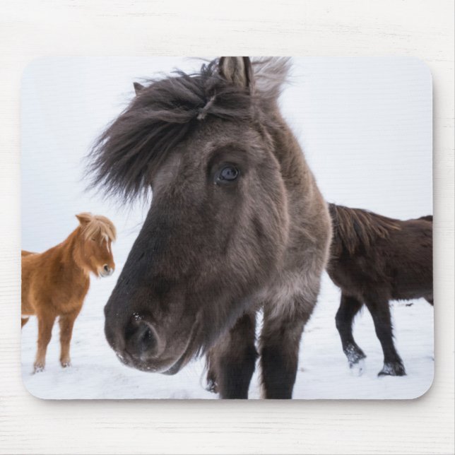 Isländisches Pferd-Potrait, Island Mousepad (Vorne)