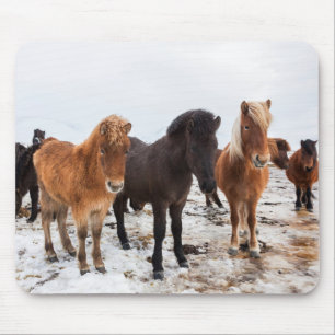 Isländisches Pferd während des Winters Island Mousepad