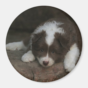 IsländischSheepdog_20171201_by_JAMFoto Magnet
