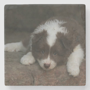 IsländischSheepdog_20171201_by_JAMFoto Steinuntersetzer