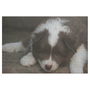 IsländischSheepdog_20171201_by_JAMFoto Stoff