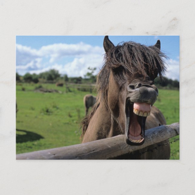 Islandpferd, Isländer Postkarte (Vorderseite)