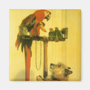 Islay, Tilco, a Macaw and Love Birds by Landseer Magnet