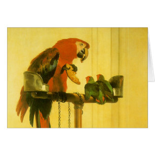 Islay, Tilco, un Macaw et des Inséparables de Land