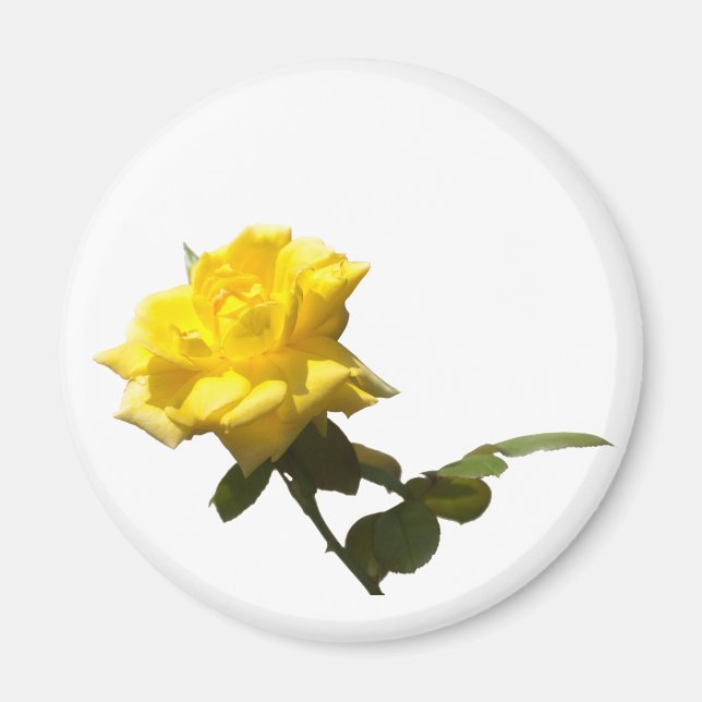Isola Yellow rose Magnet (Vorne)