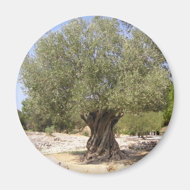 Israel Olive Tree Magnet (Vorne)