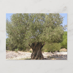 Israel Olive Tree Postkarte