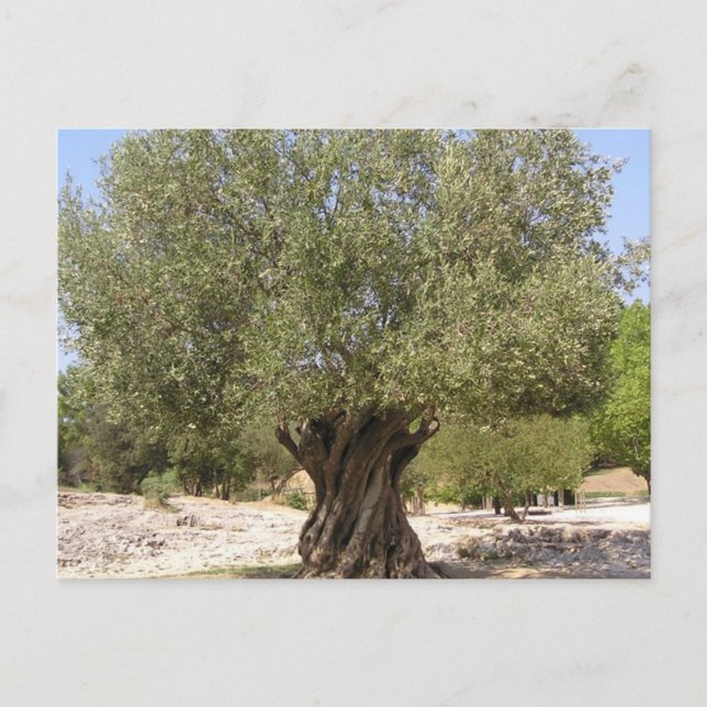 Israel Olive Tree Postkarte (Vorderseite)